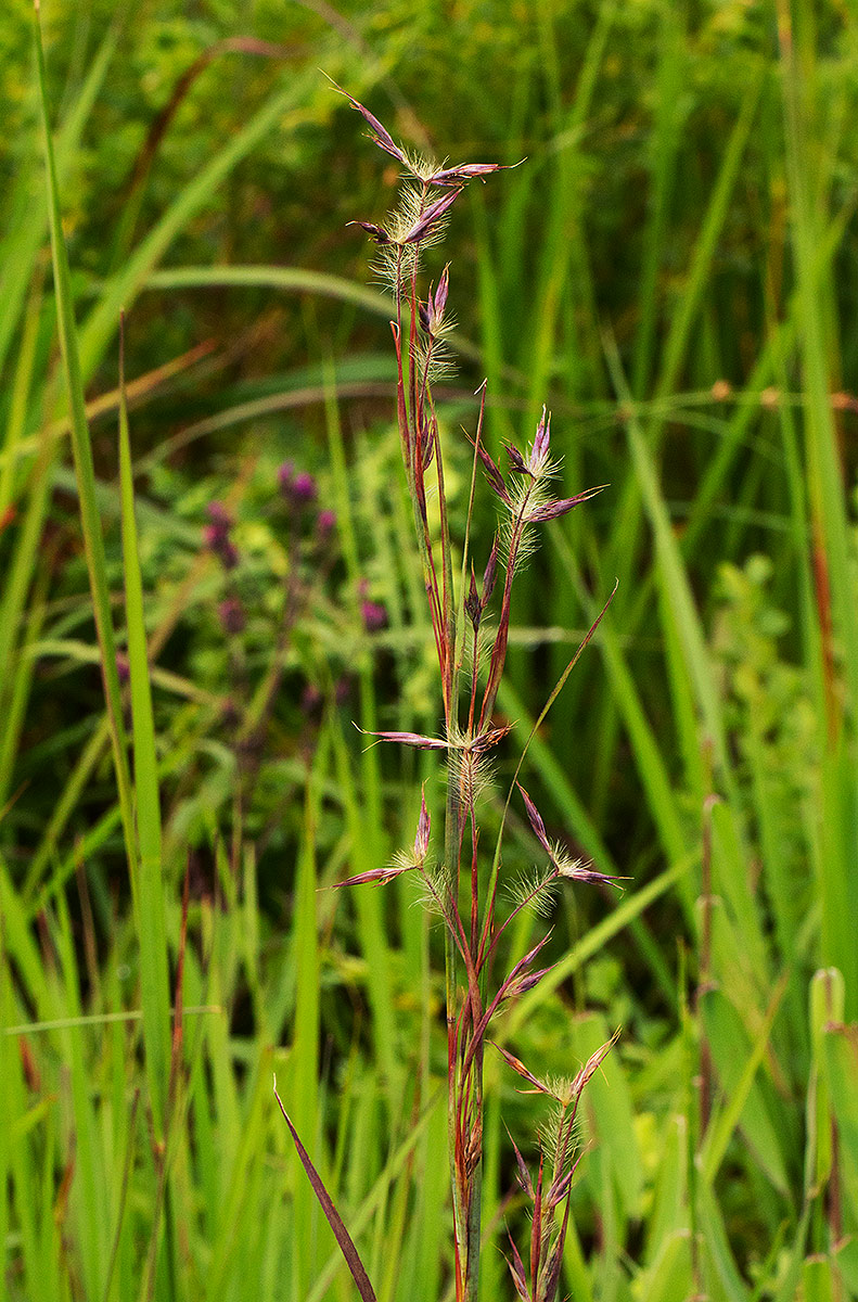 Hyparrhenia newtonii var. newtonii