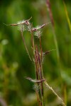 Hyparrhenia newtonii var. newtonii