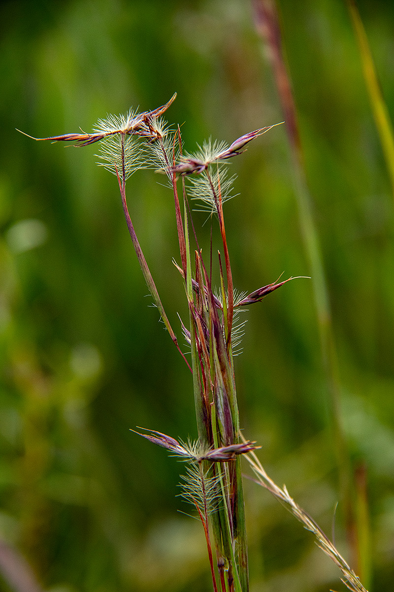 Hyparrhenia newtonii var. newtonii