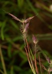 Hyparrhenia newtonii var. newtonii