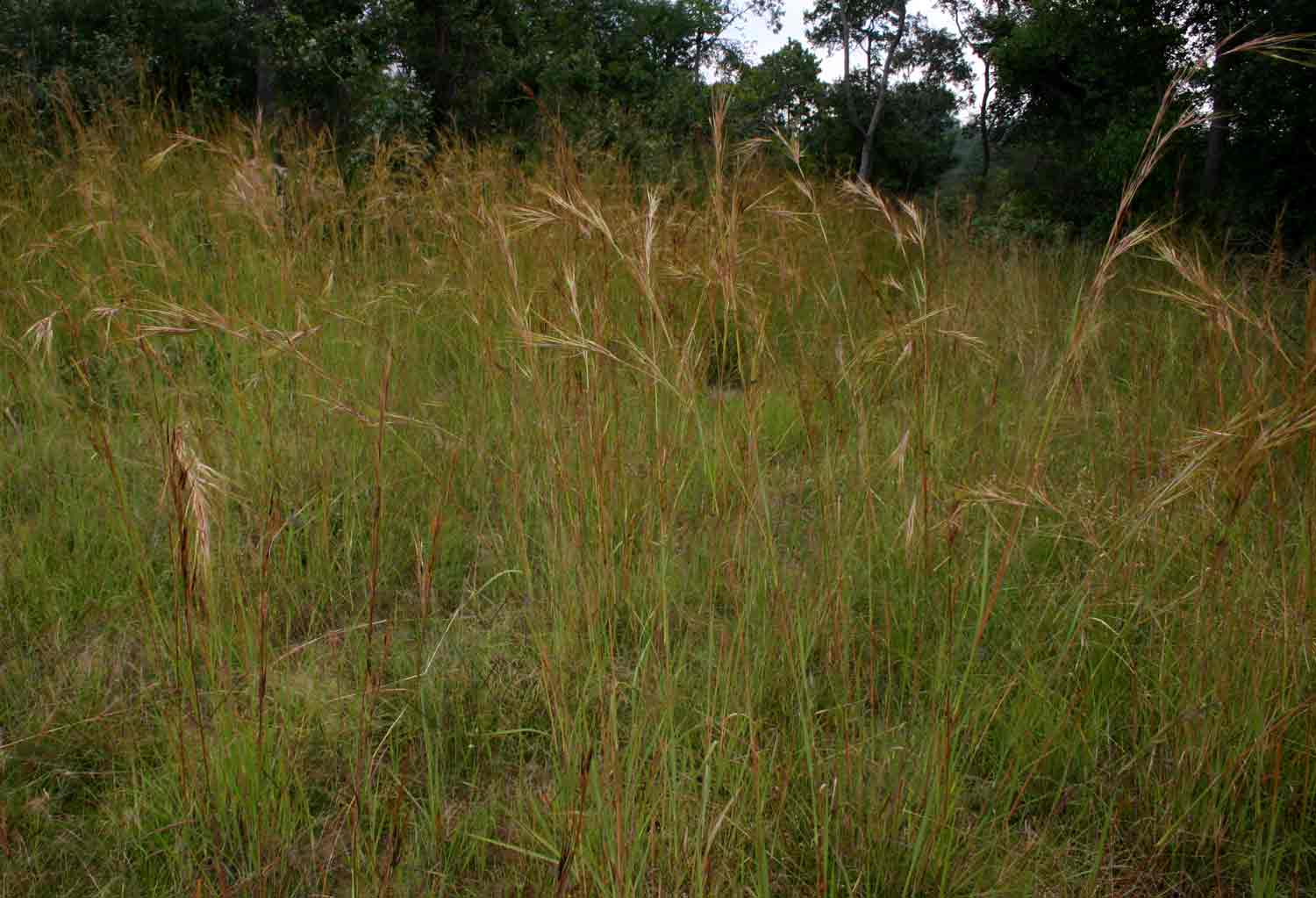 Hyperthelia dissoluta