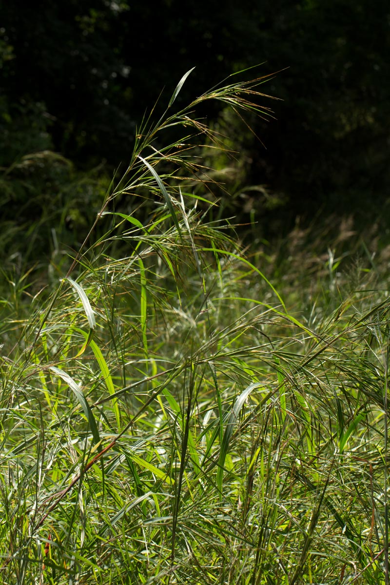 Heteropogon melanocarpus