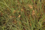 Themeda triandra