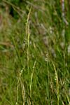 Hemarthria altissima