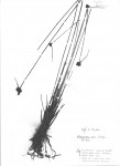 Lipocarpha atra