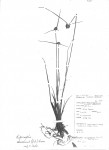 Lipocarpha chinensis
