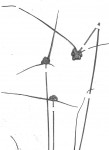 Lipocarpha chinensis