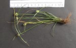 Lipocarpha nana
