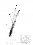Lipocarpha nana