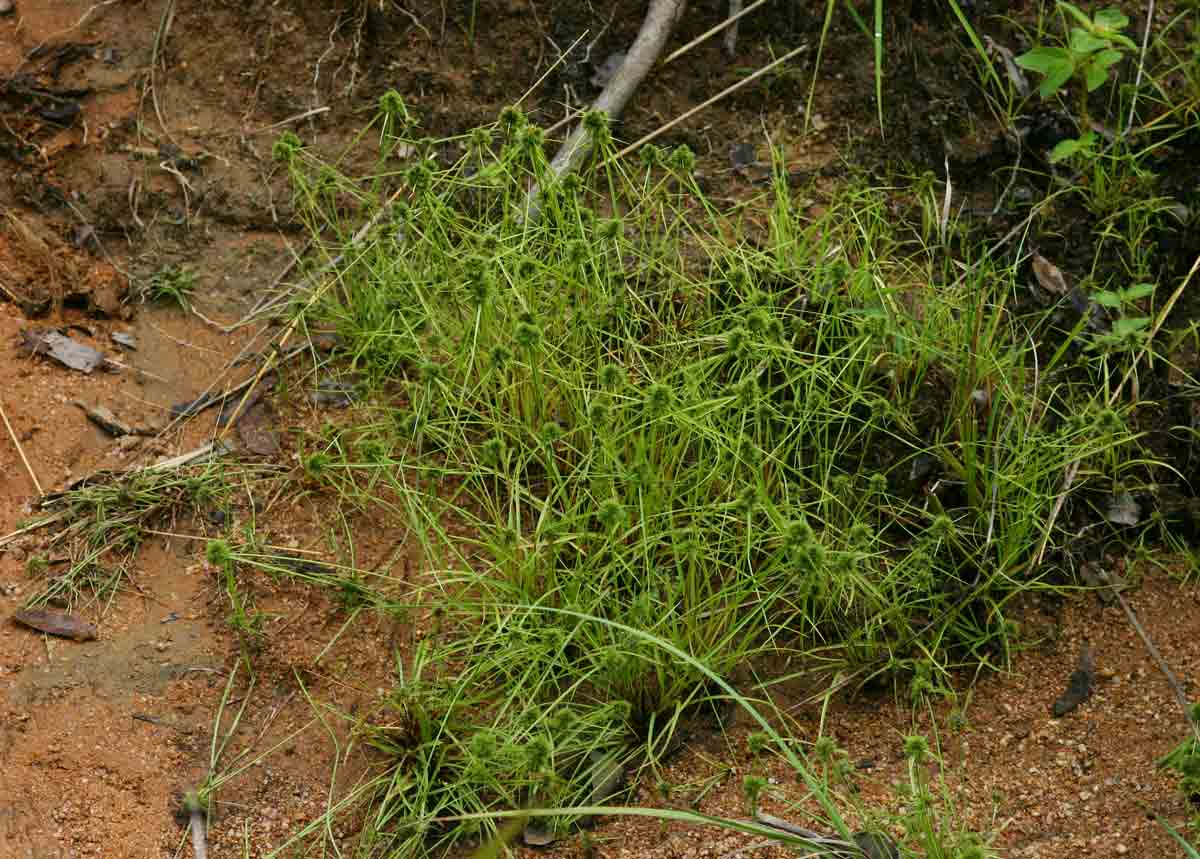 Lipocarpha rehmannii