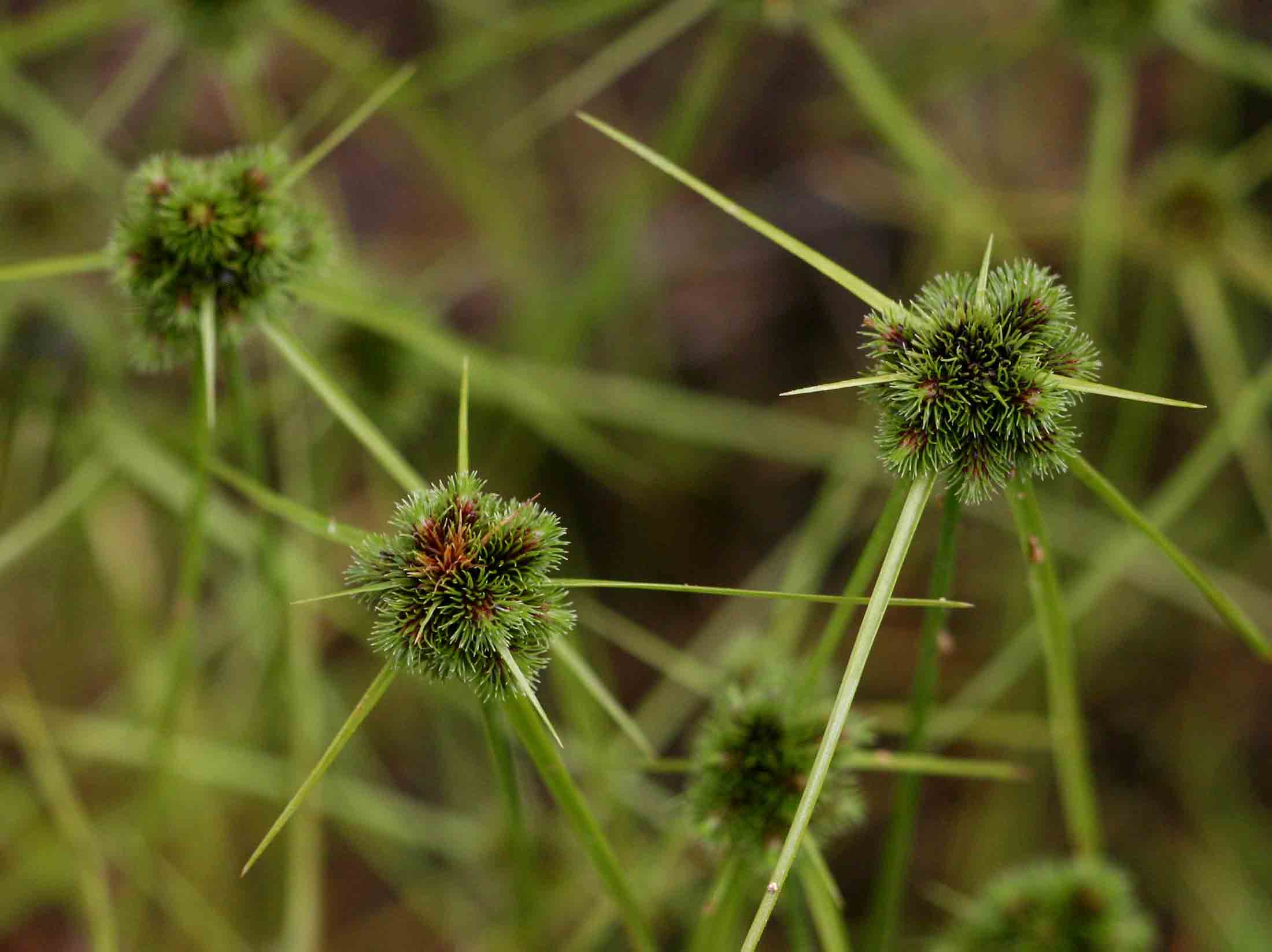 Lipocarpha rehmannii