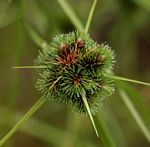 Lipocarpha rehmannii