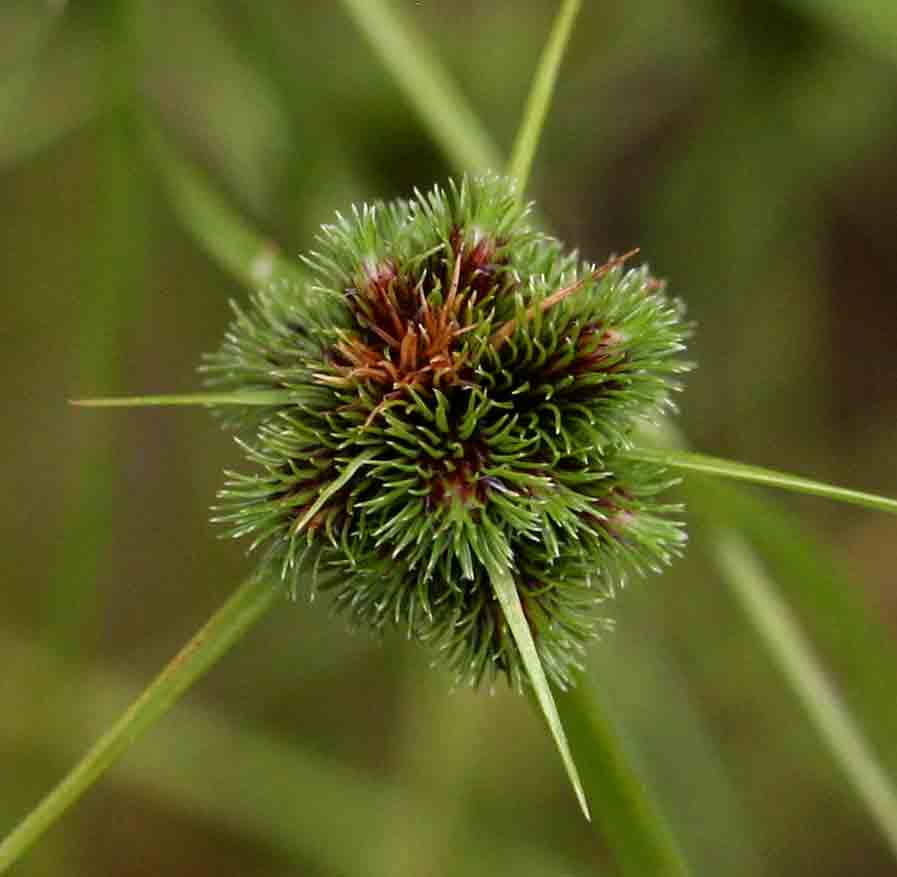 Lipocarpha rehmannii