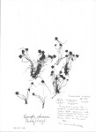 Lipocarpha rehmannii