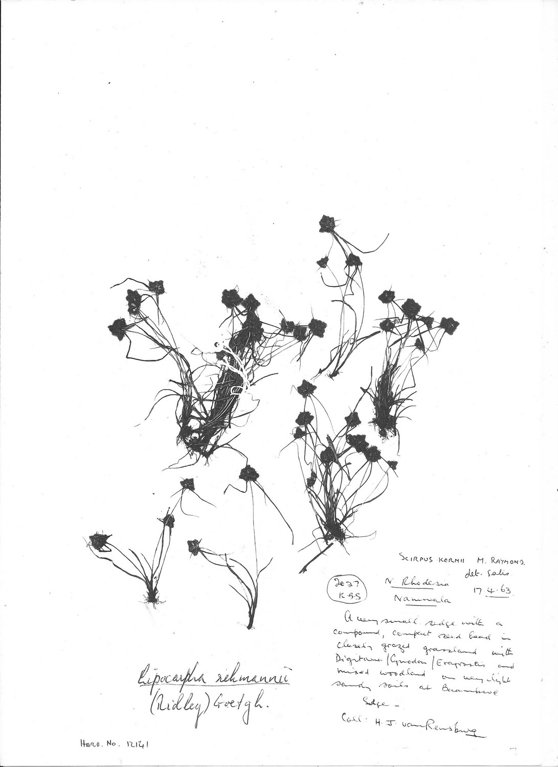 Lipocarpha rehmannii