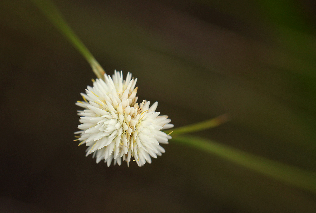 Ascolepis capensis