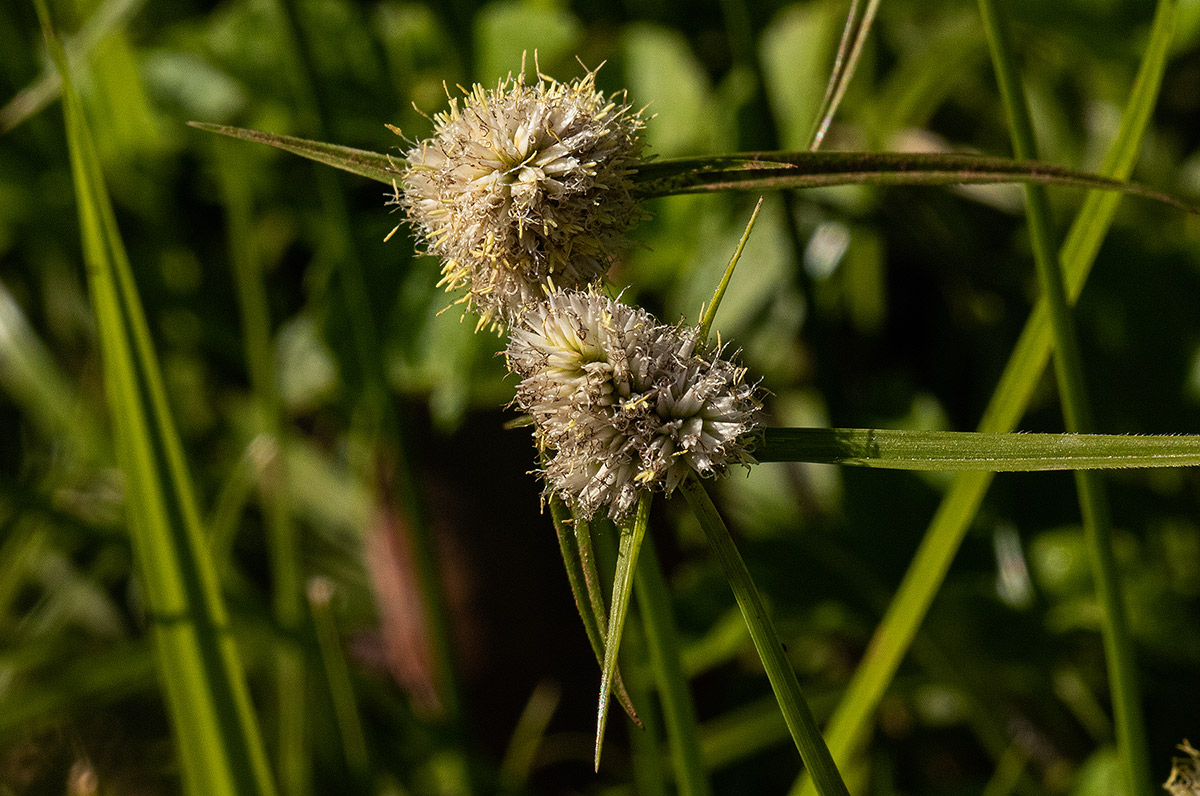 Ascolepis capensis