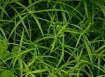 Cyperus albostriatus