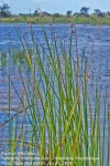 Cyperus articulatus