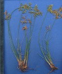 Cyperus compressus