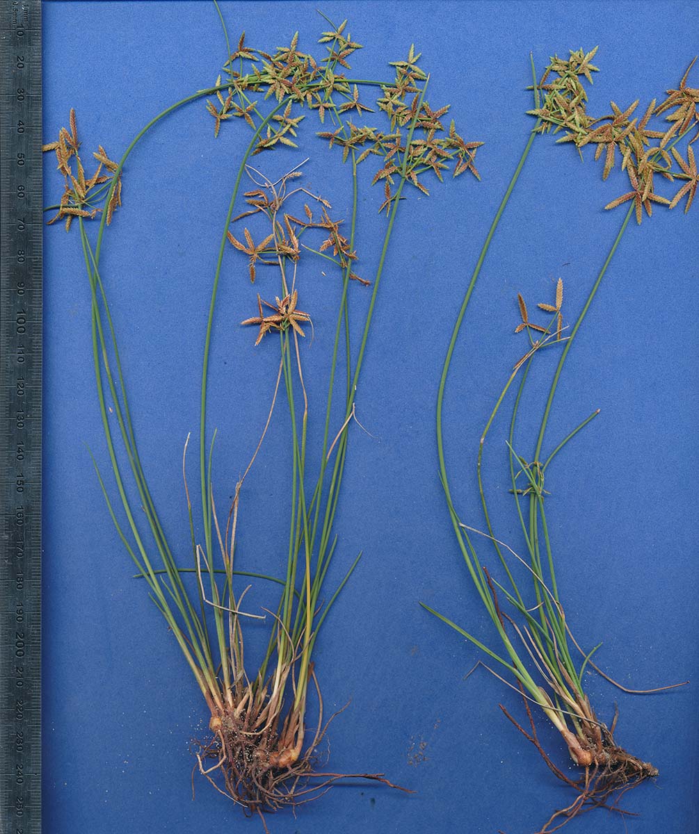 Cyperus compressus