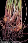 Cyperus compressus