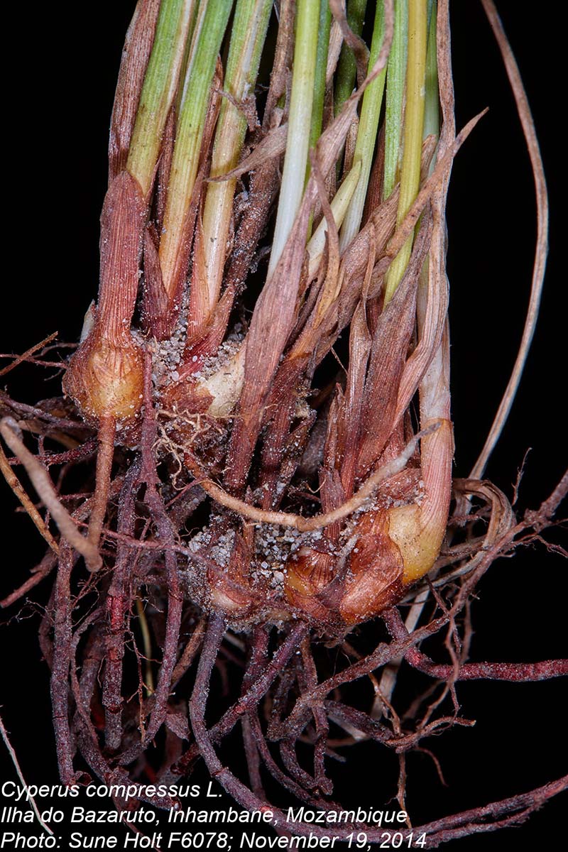 Cyperus compressus