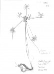 Cyperus compressus