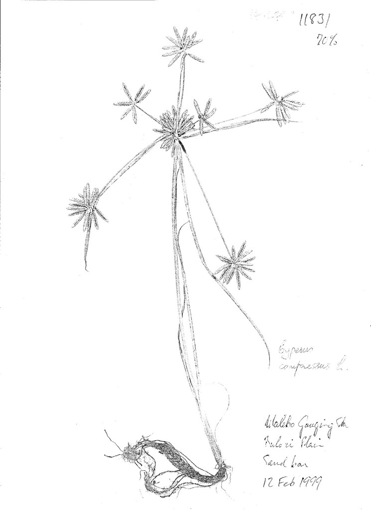 Cyperus compressus