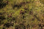 Cyperus distans