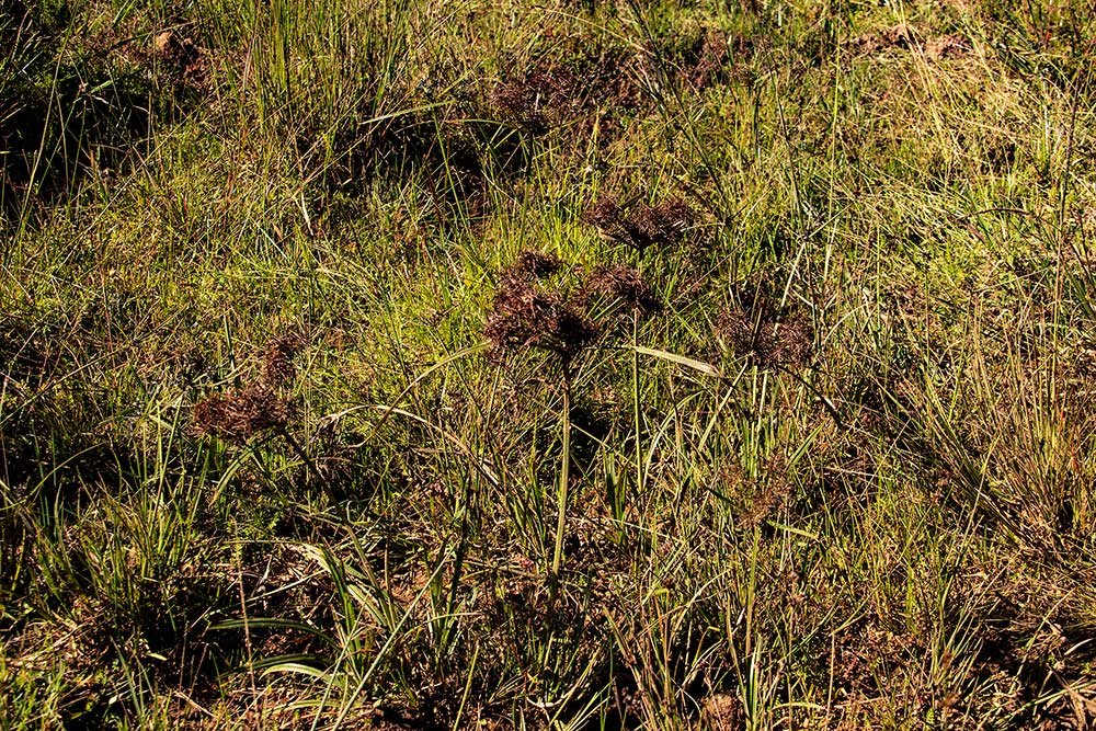 Cyperus distans