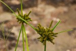 Cyperus imbricatus