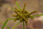 Cyperus imbricatus