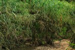 Cyperus involucratus