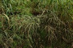 Cyperus involucratus