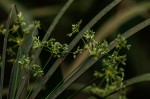 Cyperus involucratus