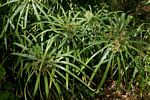 Cyperus involucratus