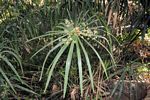 Cyperus involucratus