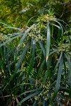 Cyperus involucratus