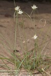 Cyperus margaritaceus
