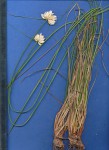 Cyperus obtusiflorus var. obtusiflorus