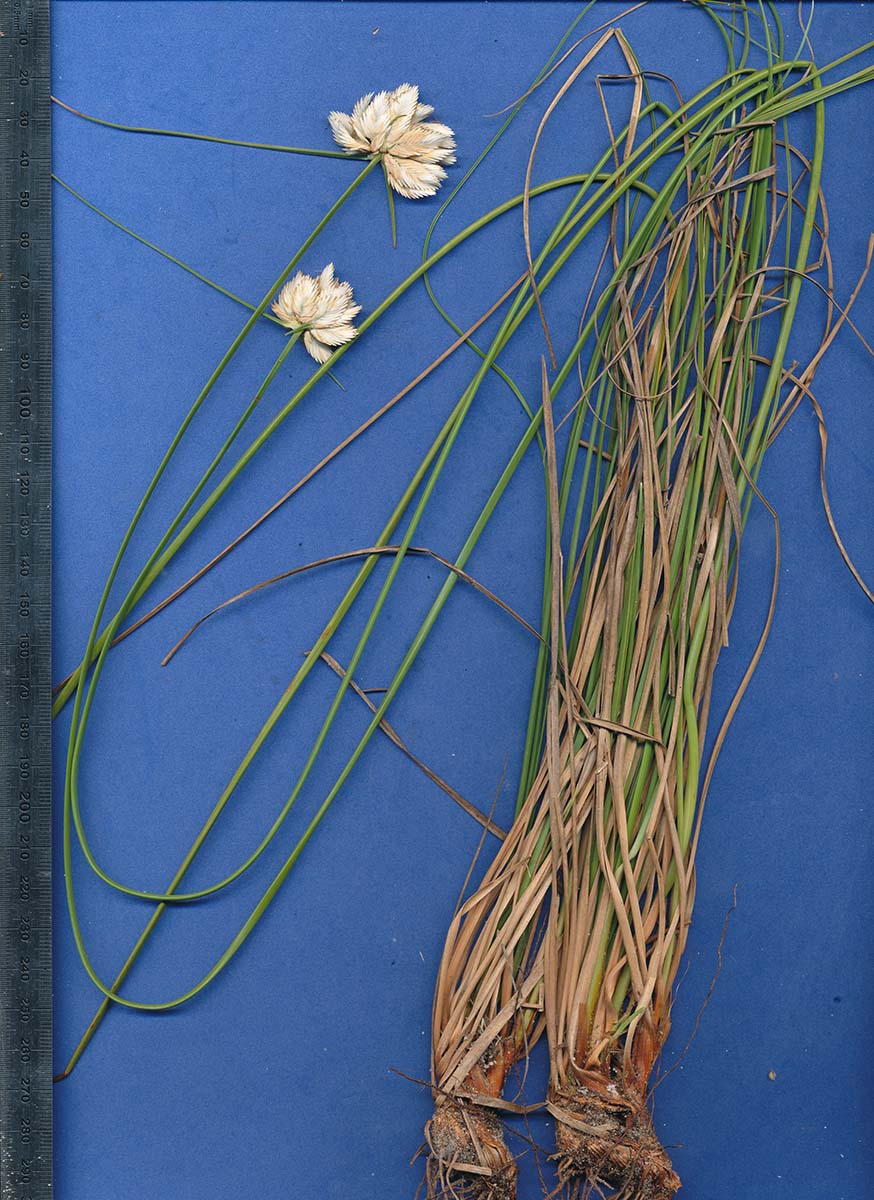 Cyperus obtusiflorus var. obtusiflorus
