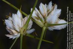 Cyperus obtusiflorus var. obtusiflorus