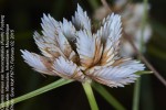 Cyperus obtusiflorus var. obtusiflorus