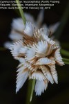 Cyperus obtusiflorus var. obtusiflorus