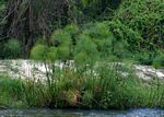 Cyperus papyrus