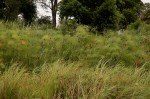 Cyperus papyrus