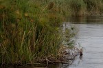Cyperus papyrus