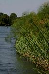 Cyperus papyrus