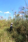 Cyperus papyrus